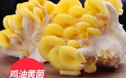 黄色细长菌菇叫什么？下火锅的菌菇有哪些