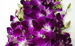 菜盘边上装饰用的的紫色花是什么花呀？摆盘的花有哪些