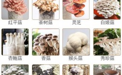 菌菇种类和名称？菌菇类蘑菇有哪些名称