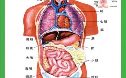 人体有哪些器官 作用及人体有哪些器官作用是什么(人体有哪些器官作用是什么)
