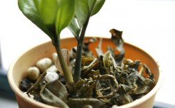 泡过的茶叶怎么处理可以做花肥？（绿茶中一种茶的制作方法）