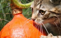 猫吃地瓜的好处和坏处？地瓜的功效有哪些好处