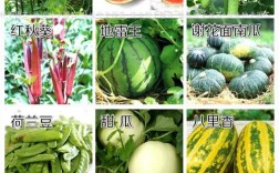 蔬菜中哪些是瓜类的及蔬菜中哪些是瓜类的食物(蔬菜中哪些是瓜类的食物)