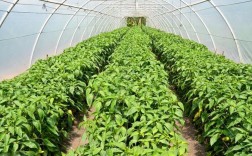 黄菜椒如何种植？适合什么样的环境与土壤？（?黄种植方法）