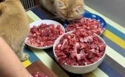 牛肉怎么做给猫咪吃？（猫吃牛肉怎么制作方法）