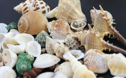 海螺和贝壳吃什么？海螺有哪些吃食用