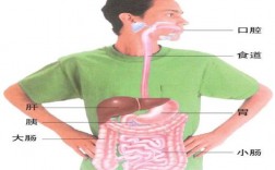 人吃饭的时候都有哪些器官相互协调工作？食物经过哪些器官