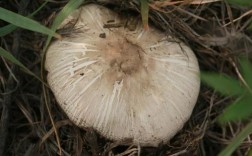直接种在地里的蘑菇有哪些？地菇有哪些品种