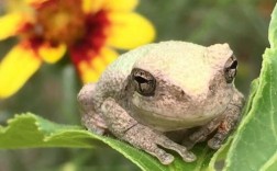 青蛙吃什么植物？能吃虫子的花有哪些图片大全