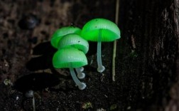 绿色地狱蘑菇图鉴？黑色蘑菇有哪些品种图片
