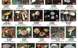 所有蘑菇的图片和名字？常见蘑菇种类有哪些种类图片大全
