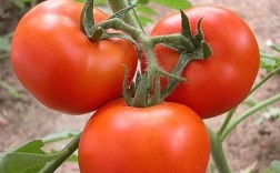 西红柿能和什么蔬菜一起种植？西红柿可以与哪些蔬菜