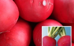 白皮萝卜和红皮萝卜的食用有什么区别？（红萝卜的功效与作用及食用方法）