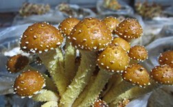 谁知道东北生长的油蘑菇学名叫什么？野生油蘑菇有哪些营养