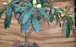 家庭盆栽枇杷树怎么养？（枇杷的养殖方法图解）