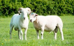 公羊和母羊哪个营养价值高？羊肉有哪些营养价值