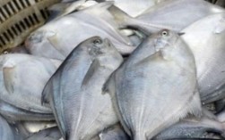 市场上买的鲳鱼真的有毒吗？哪些人不能吃鲳鱼