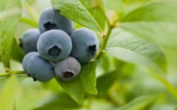 孕妇吃蓝莓好吗？怀孕中期能吃的水果有哪些？易孕的食物有哪些水果