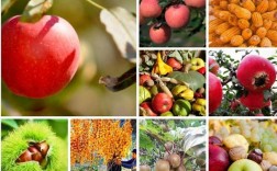 秋天的果实和粮食有哪些？秋季里的水果有哪些水果图片及名称