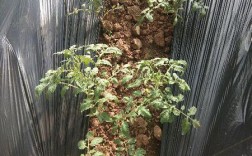 露地西红柿怎样浇水和施肥？（陆地西红柿催红方法）