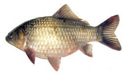 经常吃的鱼有哪些及经常吃的鱼有哪些种类(经常吃的鱼有哪些种类)