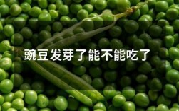 为什么发芽的豌豆不能吃？哪些发芽食物不能吃