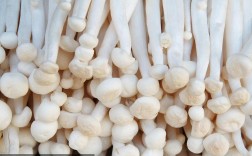 白色小蘑菇叫什么名字？白色的蘑菇有哪些
