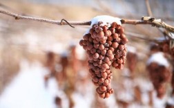 葡萄酒树有几种过冬方法？（冬天葡萄酒的制作方法）