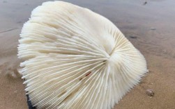 野生蘑菇的营养价值是什么？海麽菇有哪些做用