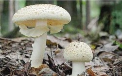 什么野生蘑菇不能食用？哪些磨菇不可以吃