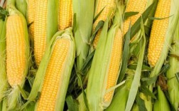 收完玉米还能种什么农作物？玉米可以做成哪些菜