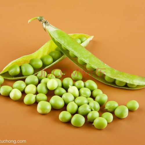 豌豆、青豆、黄豆的营养有哪些区别及豌豆、青豆、黄豆的营养有哪些区别呢？(豌豆青豆黄豆的营养有哪些区别呢)-图1