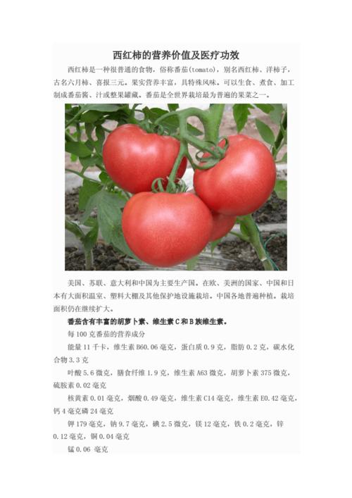 西红柿主要含什么成分?番茄有哪些营养-图1