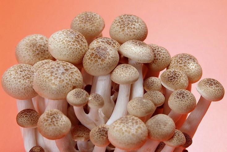 糖尿病能吃蘑菇吗？哪些蘑菇有利于糖尿病-图3