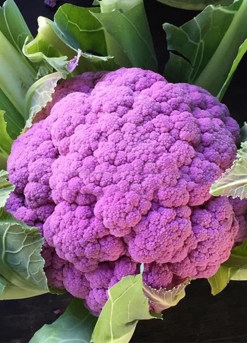 紫色叶菜都有什么品种？秋天紫色蔬菜有哪些图片大全-图3