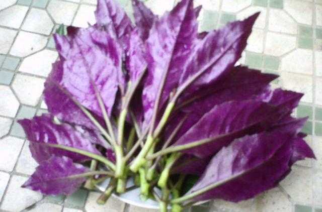 紫色叶菜都有什么品种？秋天紫色蔬菜有哪些图片大全-图1
