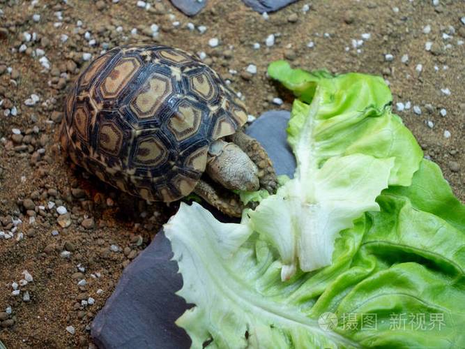 乌龟吃菜叶子吗？带叶子蔬菜有哪些营养-图3