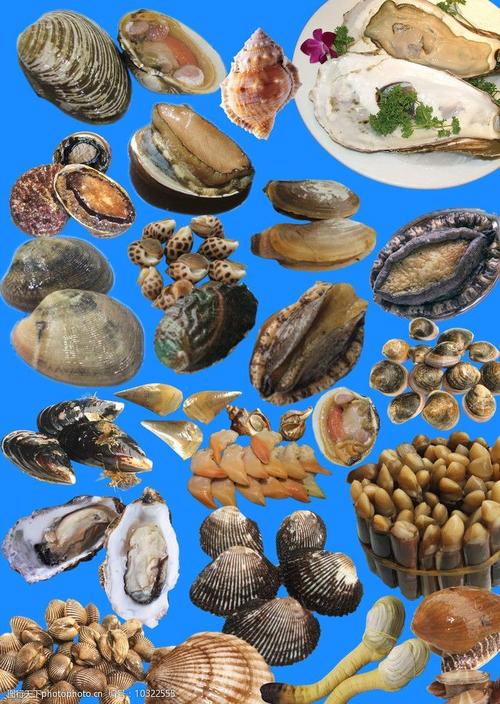 贝类海鲜的名字有哪些？海鲜有哪些品种贝壳类-图1