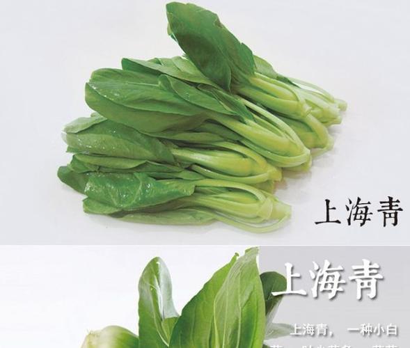 上海11月适合种什么蔬菜？上海都是种哪些菜-图2