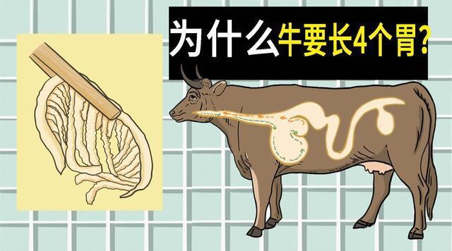 牛的四个胃分别有什么功能？养胃的有哪些-图3