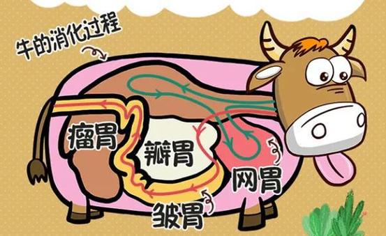 牛的四个胃分别有什么功能？养胃的有哪些-图1