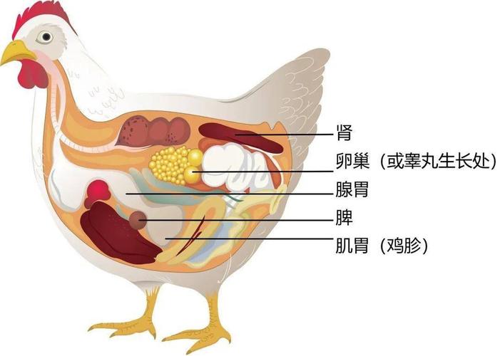 什么动物吃鸡鸭内脏？鸡都有哪些部位能吃-图2