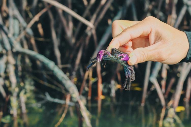 紫色钳子绿色背是什么螃蟹？蟹壳上哪些是蟹黄-图3